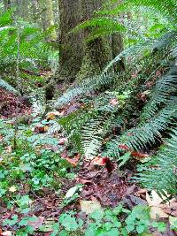 Ganoderma oregonense image