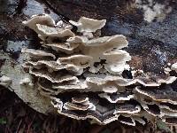 Trametes versicolor image