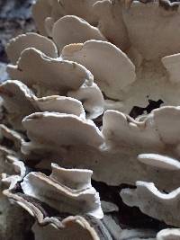 Trametes versicolor image