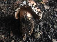 Tricholoma dryophilum image