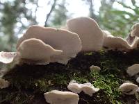 Trametes versicolor image