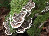 Trametes versicolor image