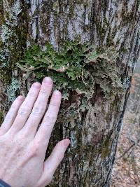 Lobaria pulmonaria image