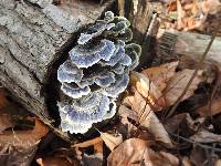 Trametes versicolor image