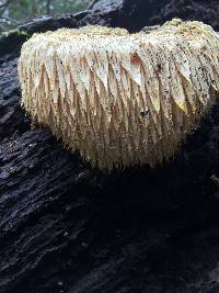 Hericium erinaceus image