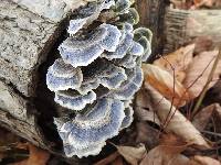 Trametes versicolor image