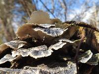 Trametes versicolor image