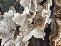 Trametes versicolor image