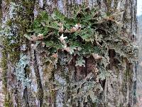 Lobaria pulmonaria image