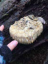 Hericium erinaceus image