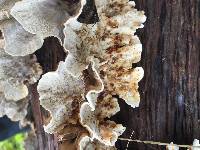 Trametes versicolor image