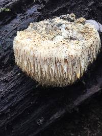 Hericium erinaceus image