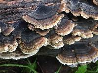 Trametes versicolor image