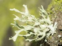 Evernia prunastri image