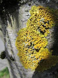 Xanthoria parietina var. parietina image