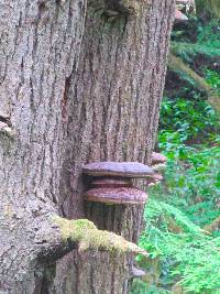 Ganoderma oregonense image