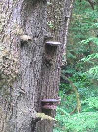 Ganoderma oregonense image