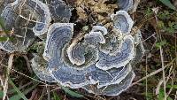 Trametes versicolor image