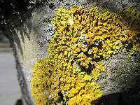 Xanthoria parietina var. parietina image