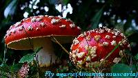 Amanita muscaria subsp. flavivolvata image