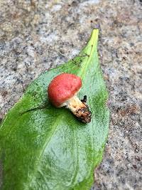 Leratiomyces ceres image