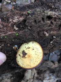 Galerina marginata image