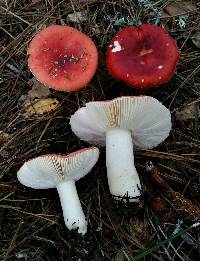 Russula cremoricolor image