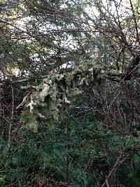 Lobaria pulmonaria image