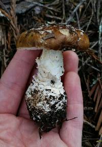 Amanita pantherina image