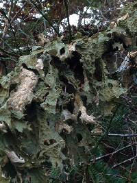 Lobaria pulmonaria image