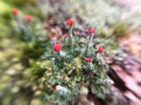 Cladonia cristatella image