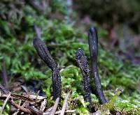 Trichoglossum hirsutum image