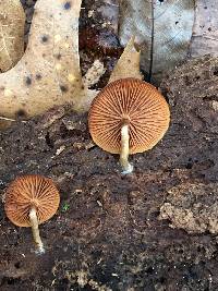 Galerina marginata image