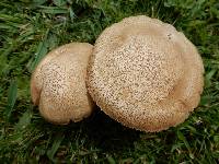 Leccinum scabrum image