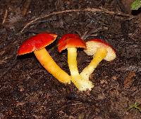 Hygrocybe laetissima image