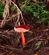 Hygrocybe coccinea image