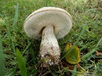 Leccinum scabrum image