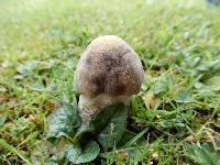 Leccinum scabrum image