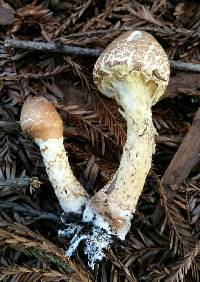 Lepiota magnispora image