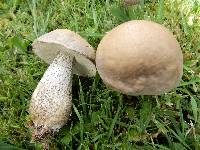 Leccinum scabrum image