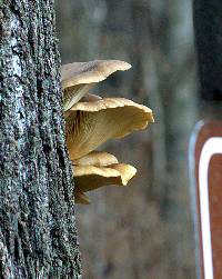 Pleurotus ostreatus image