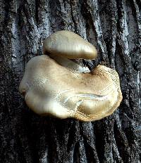 Pleurotus ostreatus image