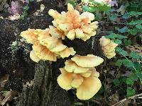 Laetiporus sulphureus image