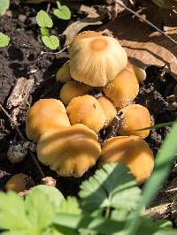 Coprinellus micaceus image