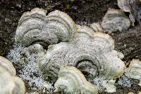 Trametes hirsuta image