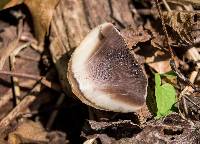 Coprinellus micaceus image