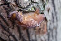 Auricularia americana image