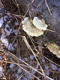 Trametes versicolor image