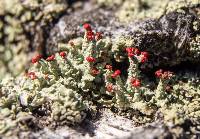 Cladonia cristatella image