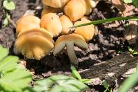 Coprinellus micaceus image